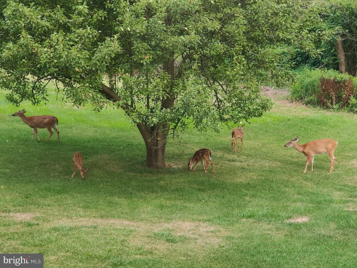 13608 Maryland Avenue Blue Ridge Summit, PA 17214 - Photo 60 of 80 a view of a garden with a bench
