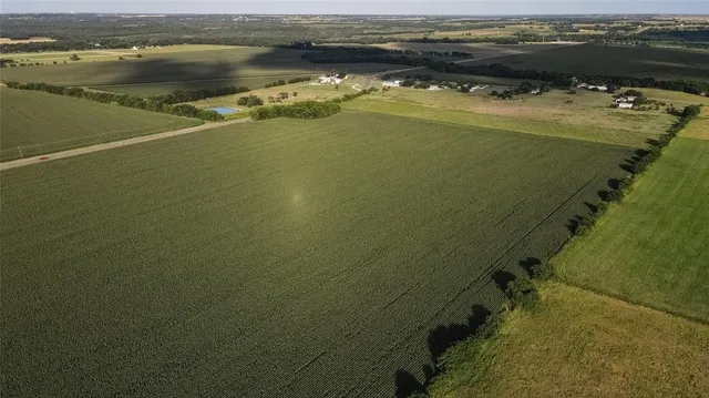 a close up of a plant