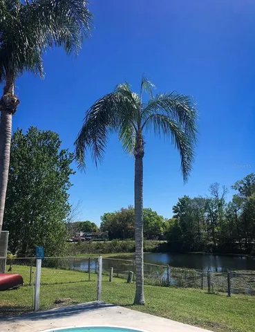 a view of a yard and palm trees