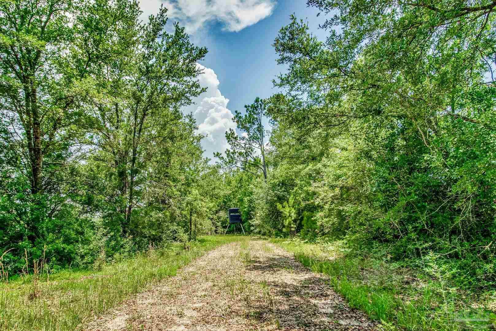 4664 Kolb Road Milton, FL 32570 - Photo 20 of 20 a view of a yard with plants and large trees