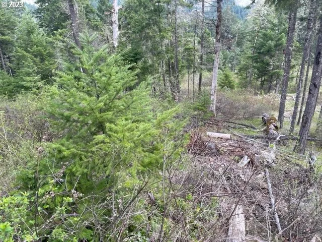 a view of a forest with lots of trees