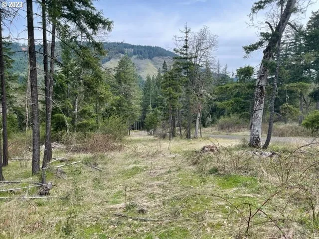 a view of a forest filled with trees