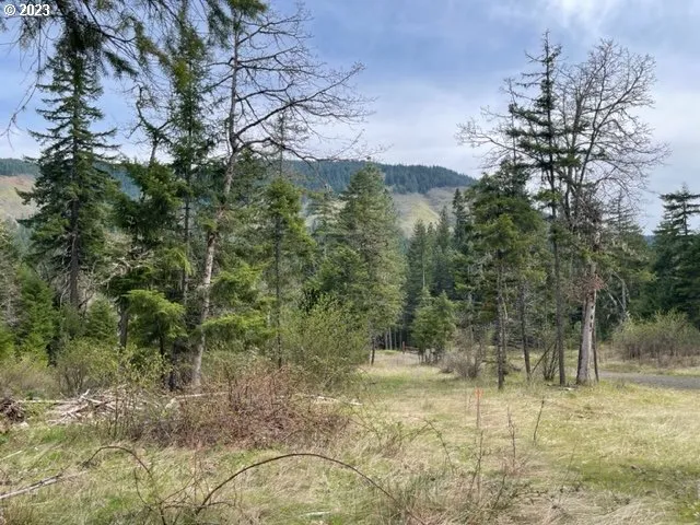 a view of a yard with plants and trees