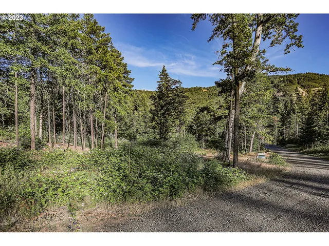 a view of a yard with a tree