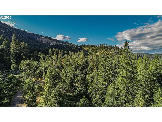 a open area with lots of green trees