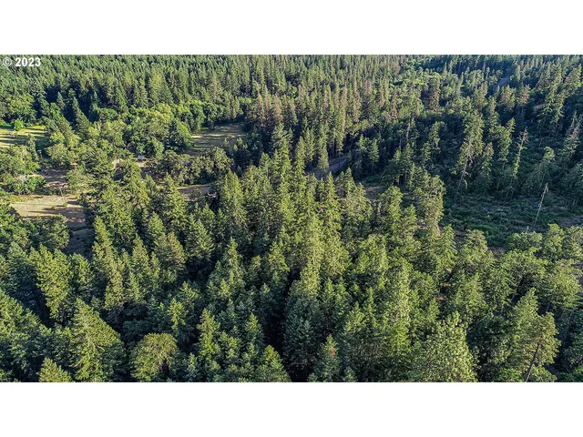 a open area with lots of green trees