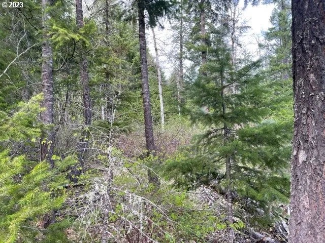 a view of a forest with trees