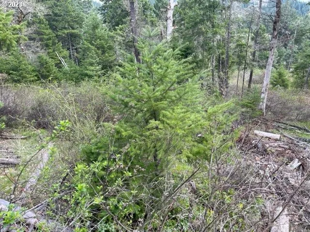 a view of a lush green forest