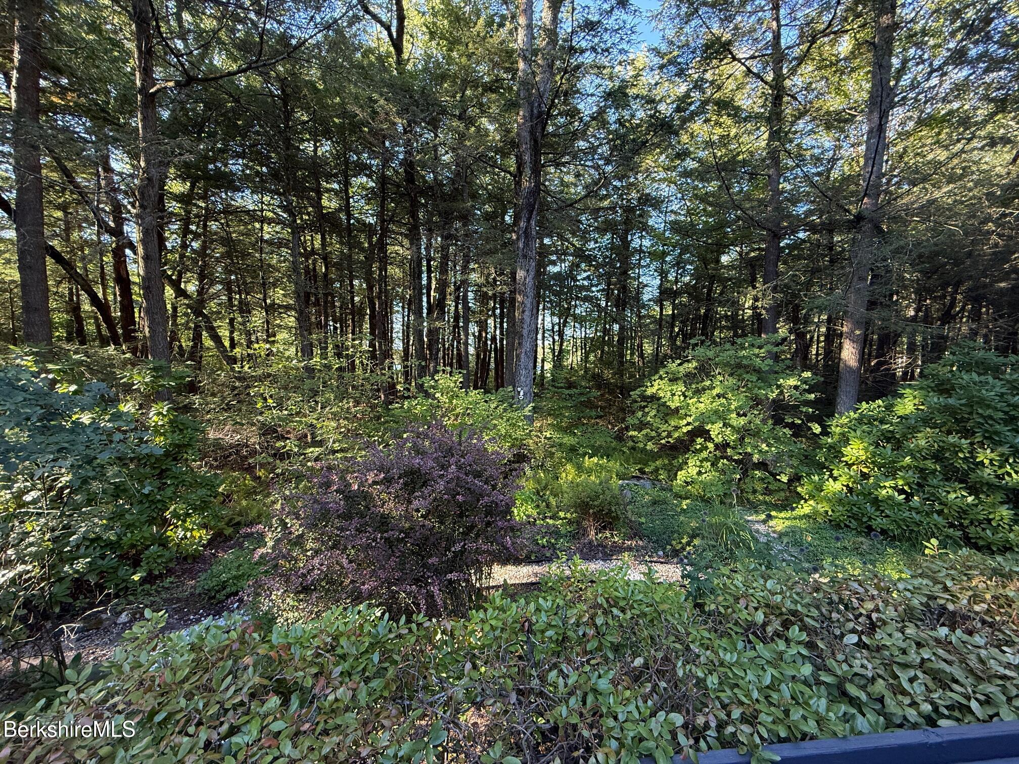 58 Evergreen Road Otis, MA 01029 - Photo 24 of 27 a view of a garden with plants and large trees