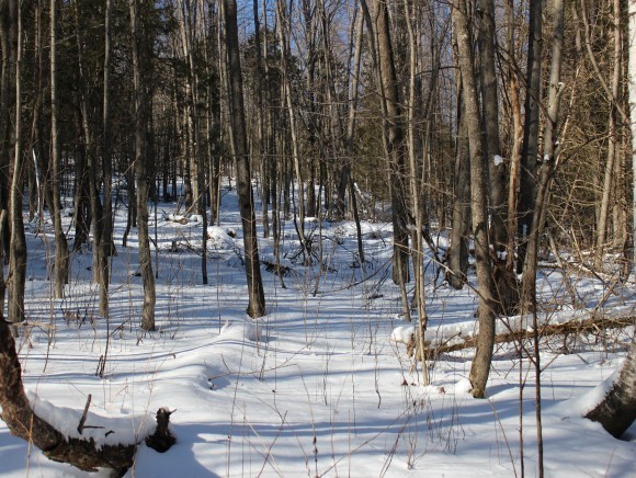 801 Brookfield Road Berlin, VT 05663 - Photo 11 of 16