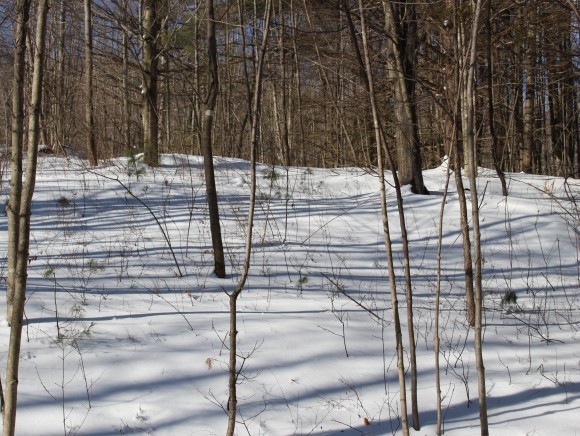 801 Brookfield Road Berlin, VT 05663 - Photo 10 of 16