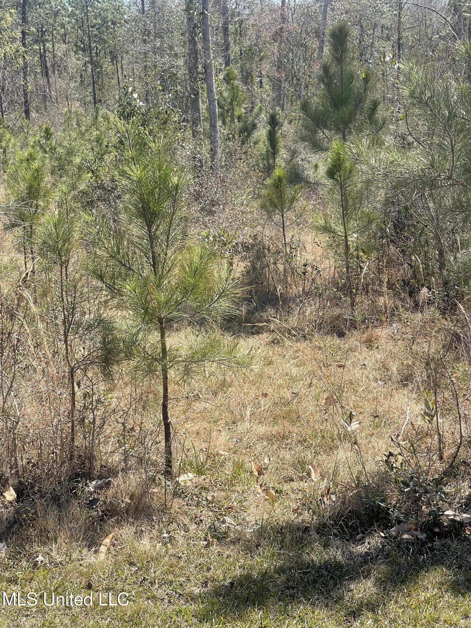 Broken Arrow Kiln, MS 39556 - Photo 5 of 8 Property