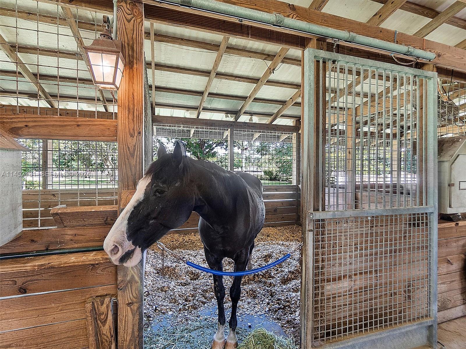 14490 Stirling Road Southwest Ranches, FL 33330 - Photo 26 of 52 Horses go with owner!!!