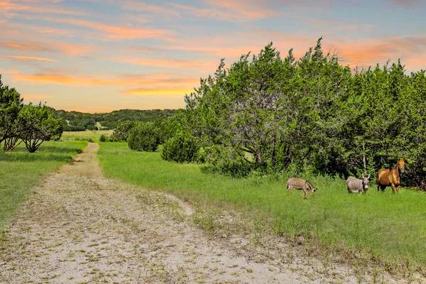 a view of grassy field with trees