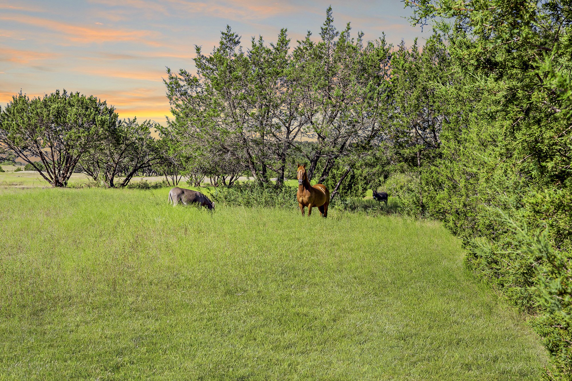 3656 Farm To Market Road 2657 Kempner, TX 76539 - Photo 9 of 39 a view of yard with green space