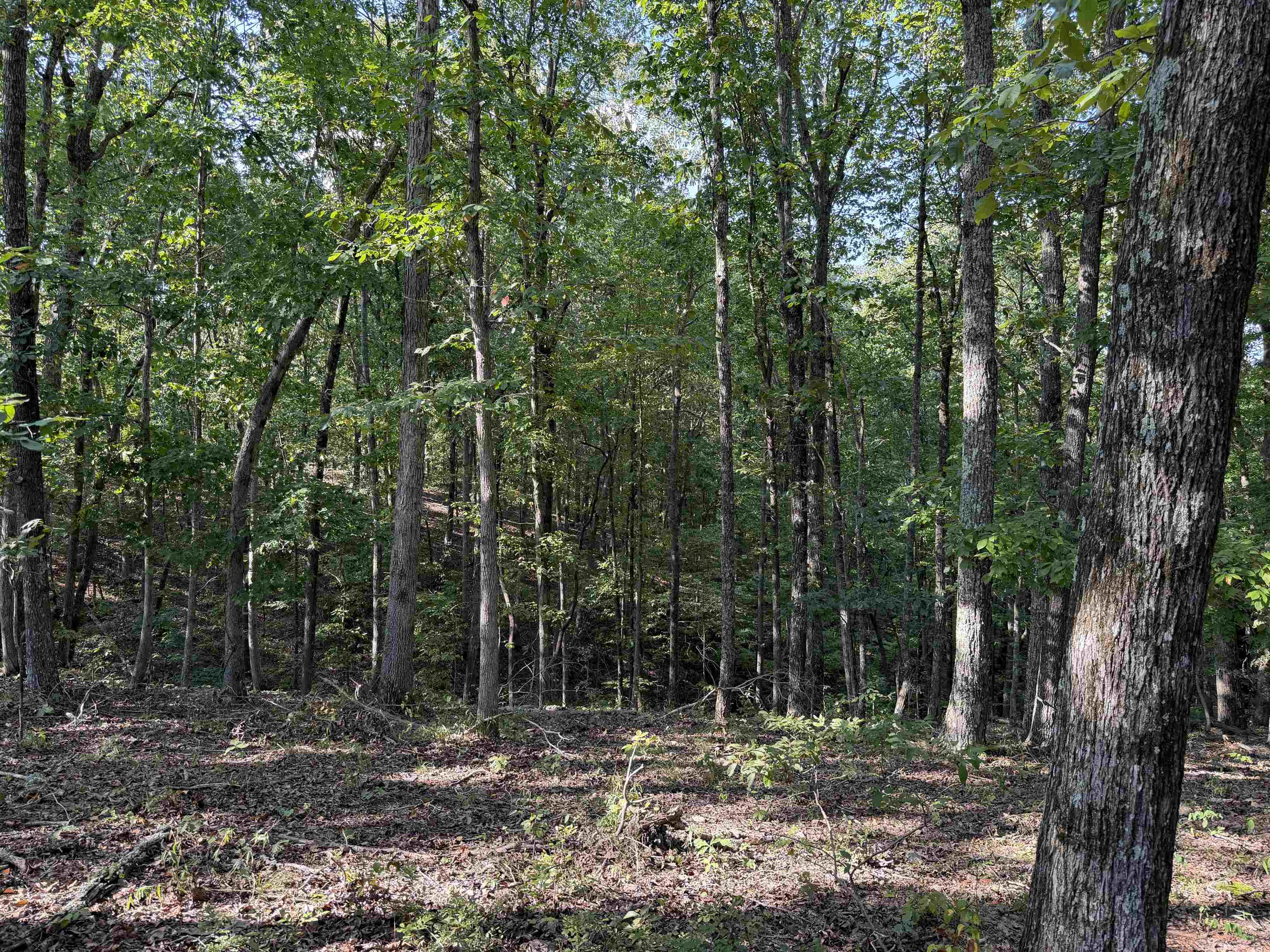 1960 Low Gap Road Sugar Tree, TN 38380 - Photo 16 of 35 Gallery Image 16