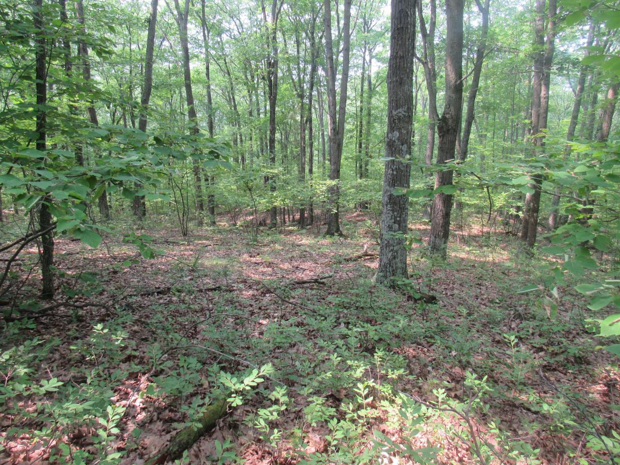 Tbd Kafka Road Wausaukee, WI 54177 - Photo 15 of 37 Gallery Image 15