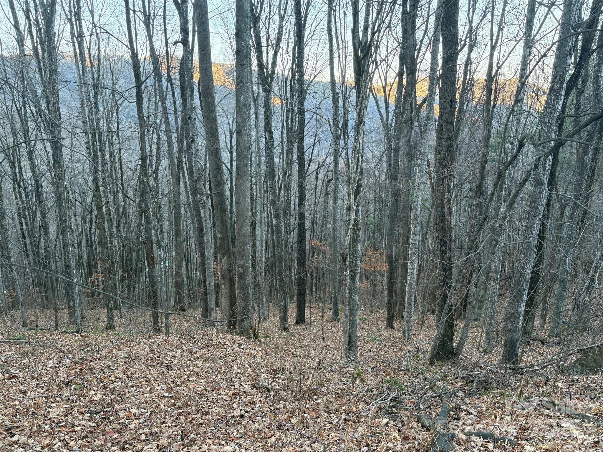 a view of a forest