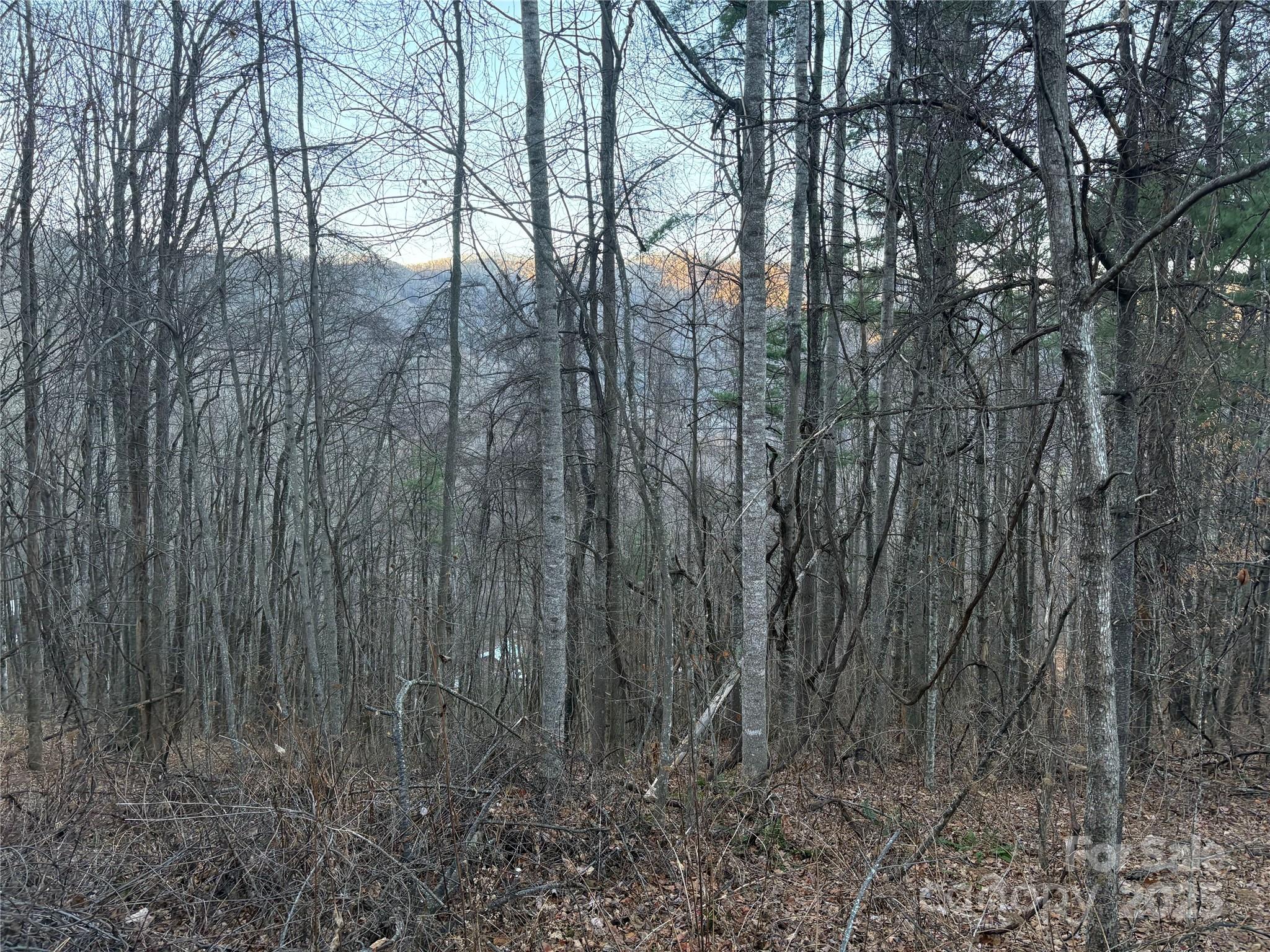 0 Slippery Rock Road, Unit 306 & 307 Waynesville, NC 28785 - Photo 11 of 25 a view of forest