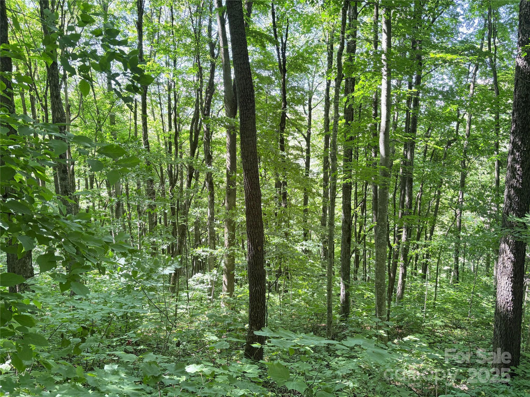 0 Slippery Rock Road, Unit 306 & 307 Waynesville, NC 28785 - Photo 17 of 25 a view of forest
