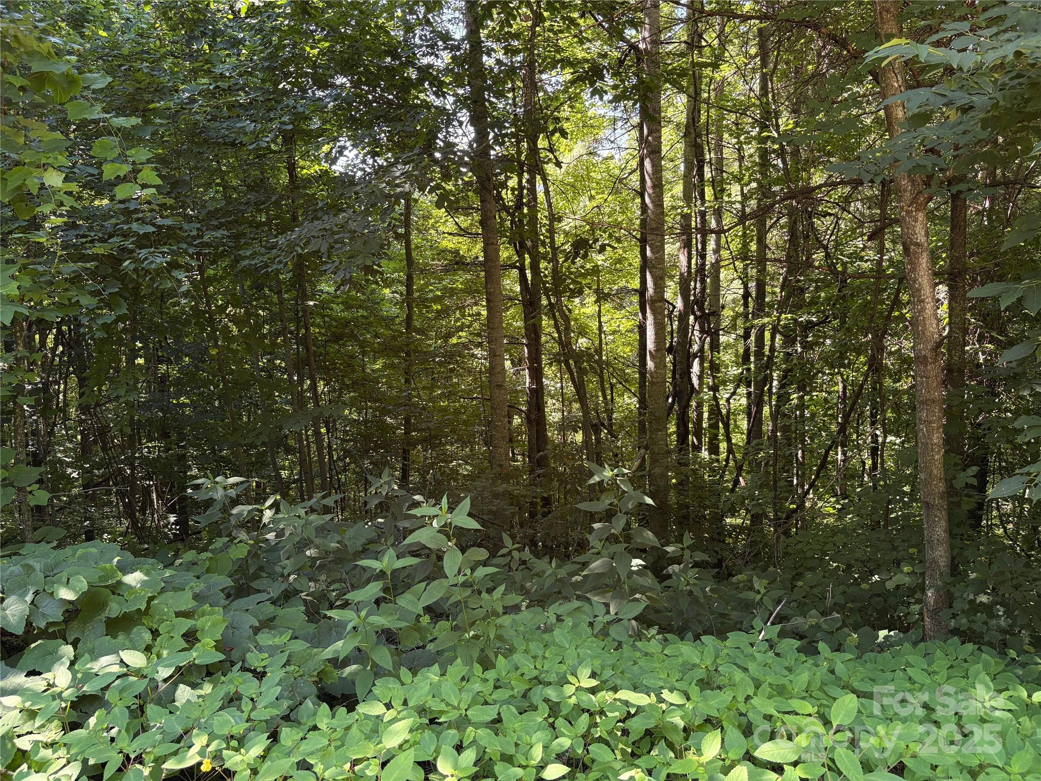 0 Slippery Rock Road, Unit 306 & 307 Waynesville, NC 28785 - Photo 18 of 25 a view of a yard