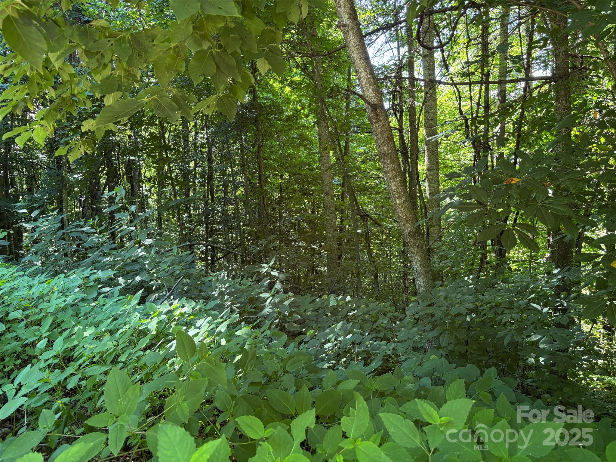 0 Slippery Rock Road, Unit 306 & 307 Waynesville, NC 28785 - Photo 23 of 25 a view of a lush green forest