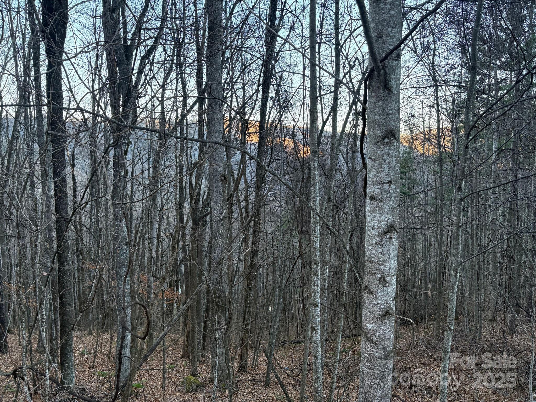 0 Slippery Rock Road, Unit 306 & 307 Waynesville, NC 28785 - Photo 5 of 25 a view of forest