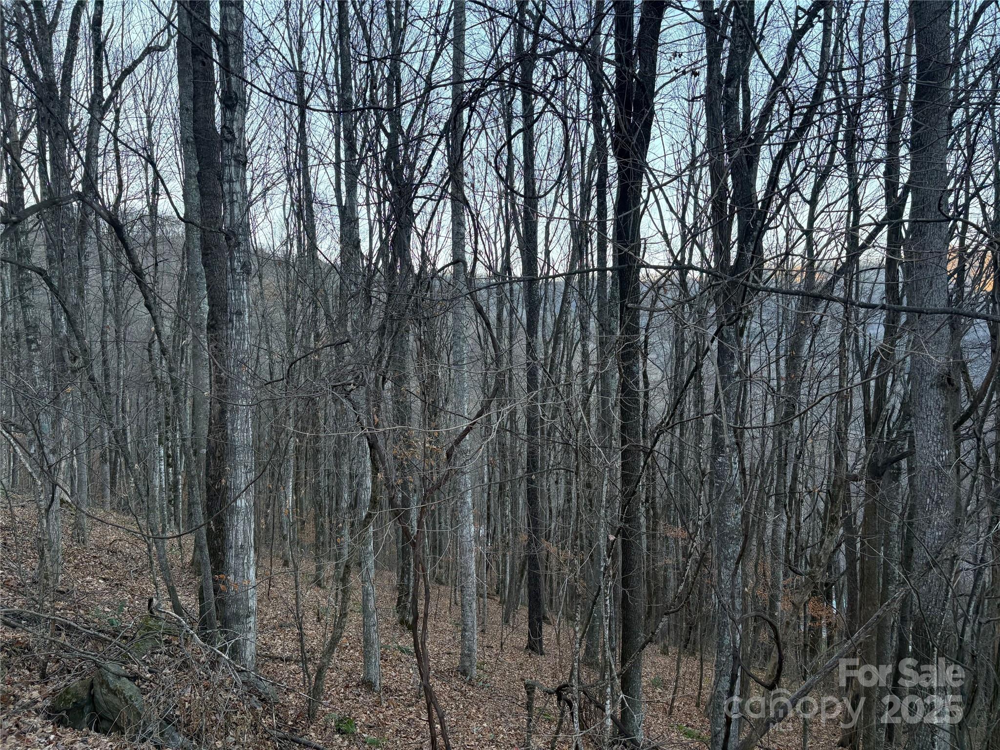 0 Slippery Rock Road, Unit 306 & 307 Waynesville, NC 28785 - Photo 6 of 25 a view of forest