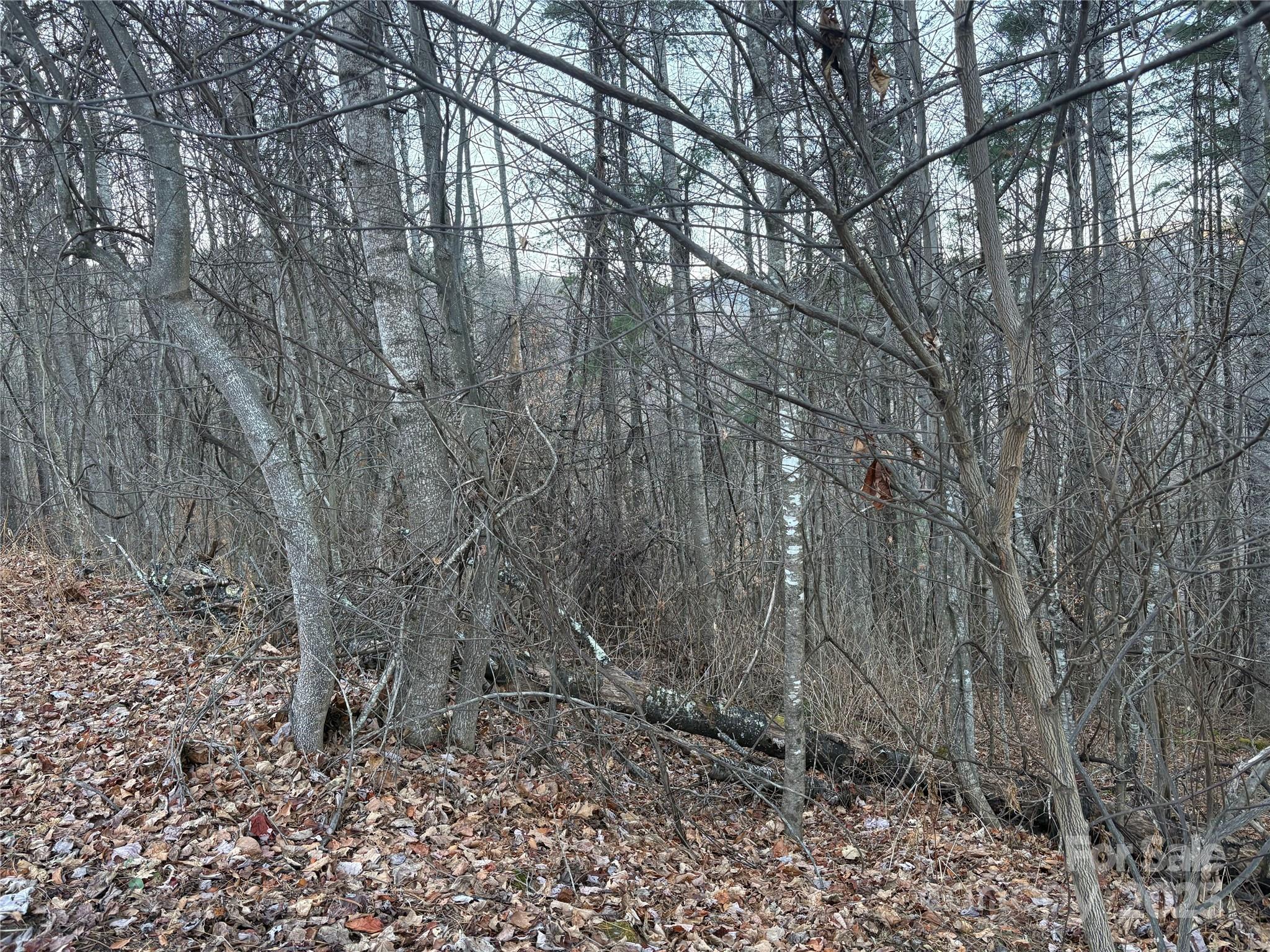 0 Slippery Rock Road, Unit 306 & 307 Waynesville, NC 28785 - Photo 7 of 25 a view of a forest