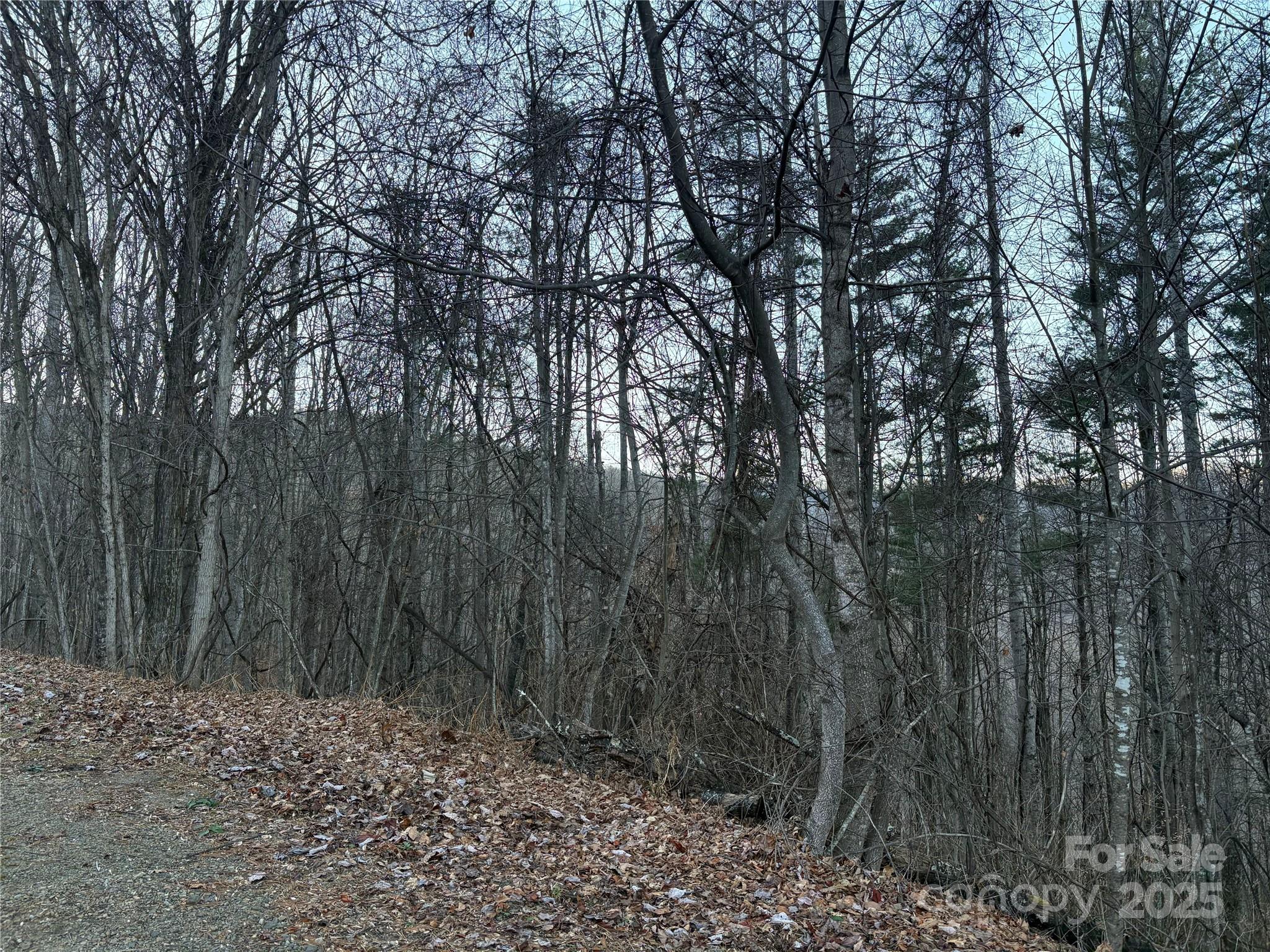0 Slippery Rock Road, Unit 306 & 307 Waynesville, NC 28785 - Photo 8 of 25 a view of a forest with trees in the background