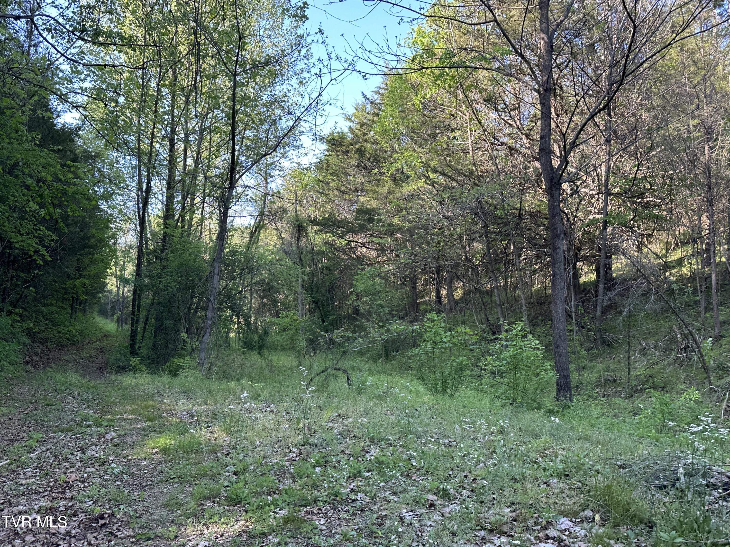 1355 Jackson Hollow Road Mosheim, TN 37818 - Photo 69 of 95 IMG_8085