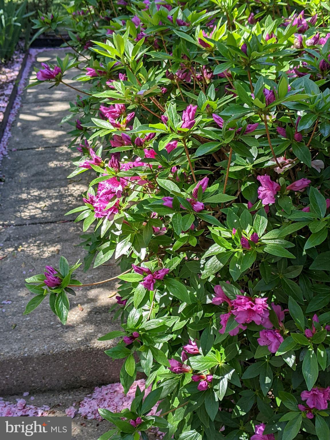 24300 Log House Road Gaithersburg, MD 20882 - Photo 4 of 34 Azaleas