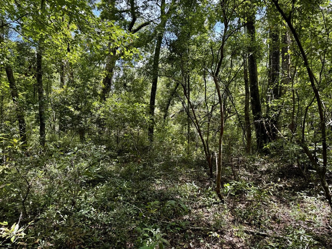 Vacant Luther Wilson Road Greenville, FL 32331 - Photo 1 of 40