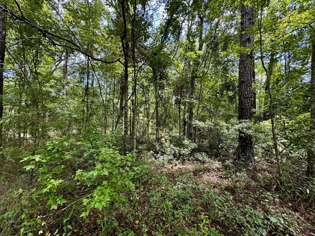 Vacant Luther Wilson Road Greenville, FL 32331 - Photo 12 of 40