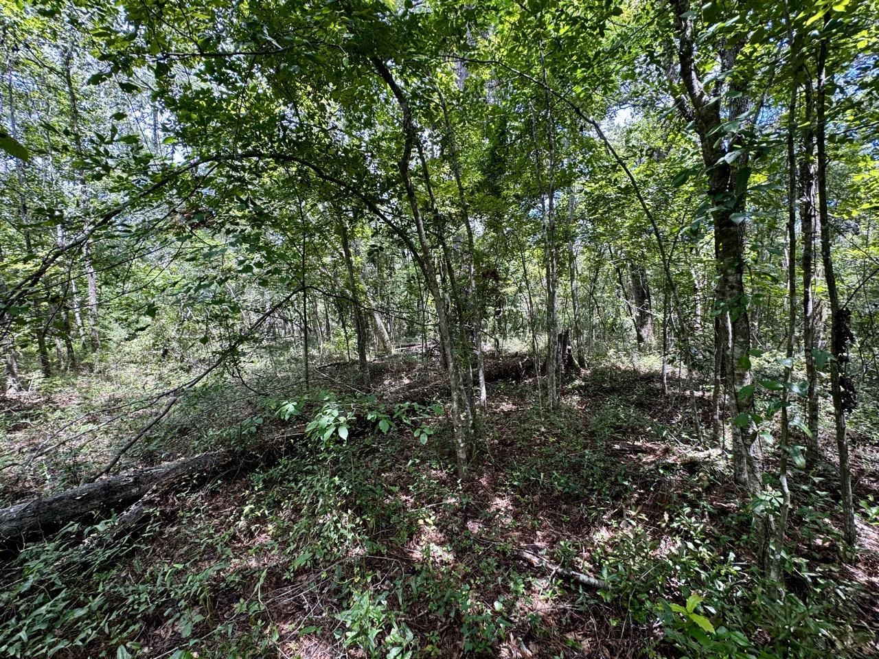 Vacant Luther Wilson Road Greenville, FL 32331 - Photo 13 of 40