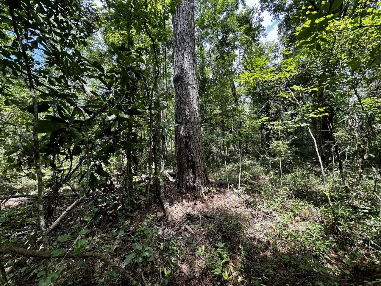 Vacant Luther Wilson Road Greenville, FL 32331 - Photo 15 of 40
