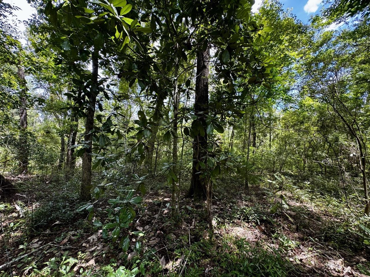 Vacant Luther Wilson Road Greenville, FL 32331 - Photo 16 of 40