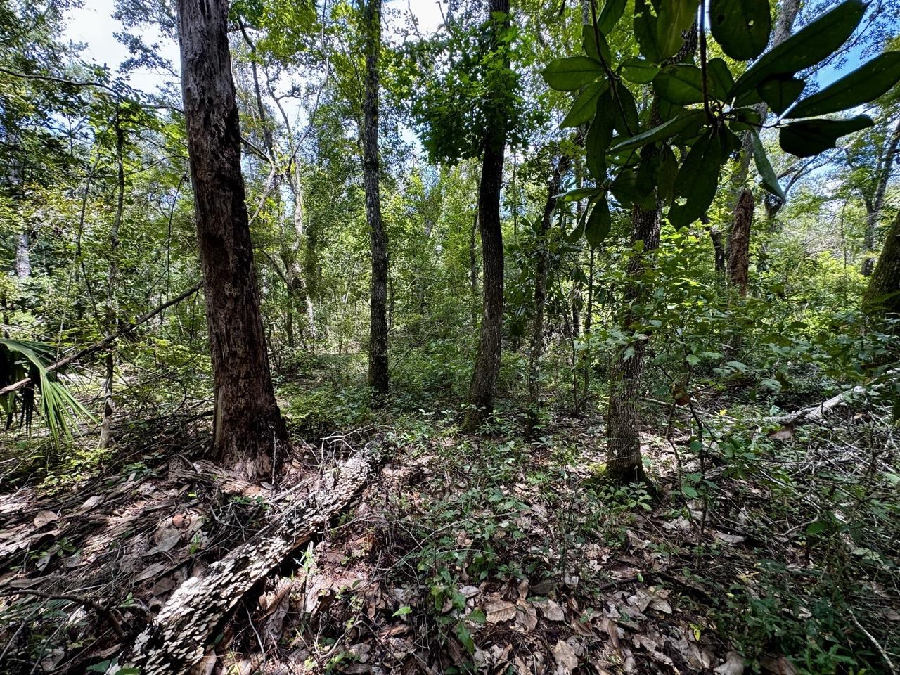 Vacant Luther Wilson Road Greenville, FL 32331 - Photo 17 of 40