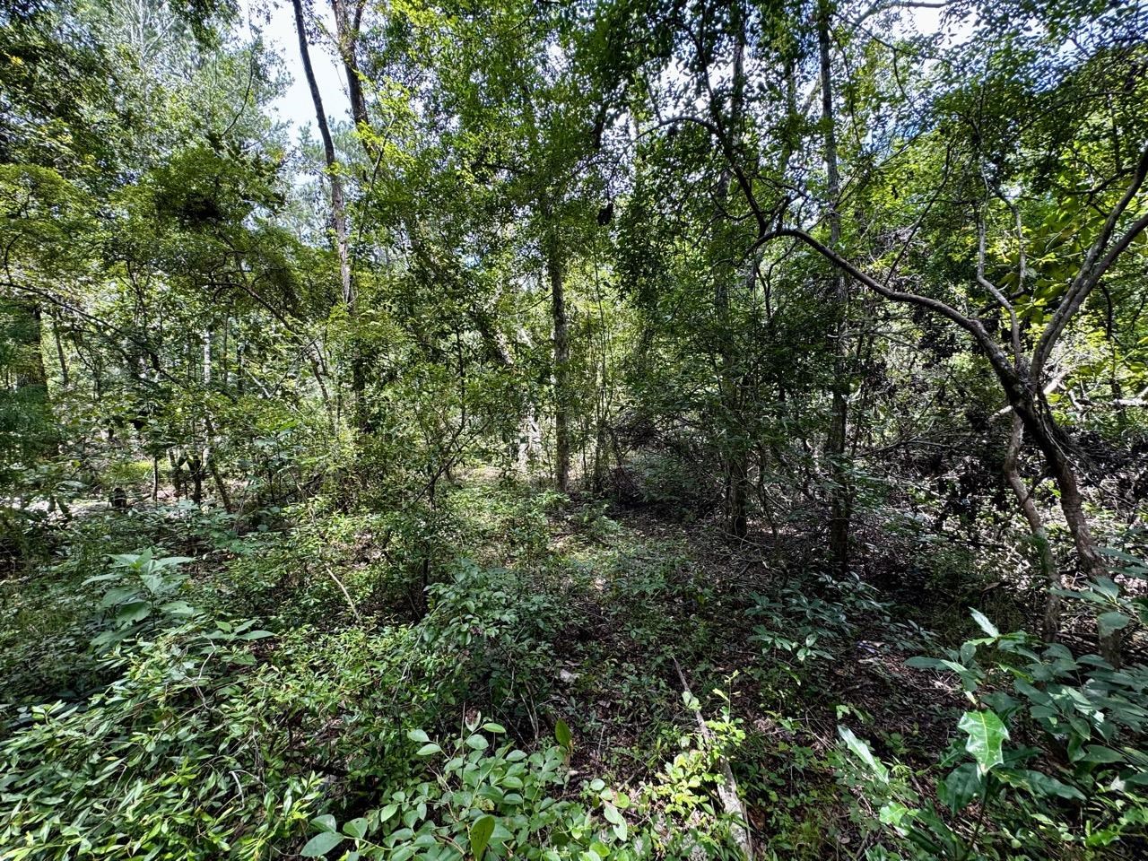 Vacant Luther Wilson Road Greenville, FL 32331 - Photo 20 of 40