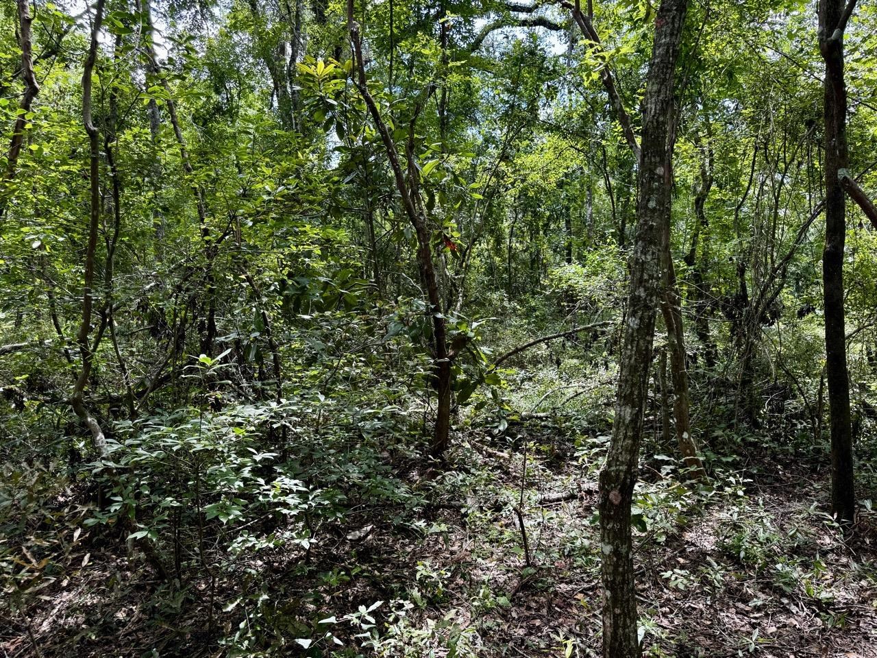 Vacant Luther Wilson Road Greenville, FL 32331 - Photo 2 of 40