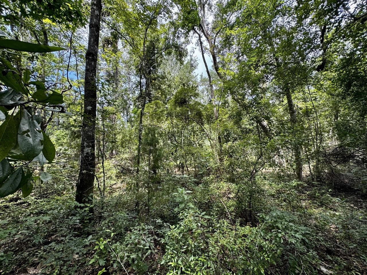 Vacant Luther Wilson Road Greenville, FL 32331 - Photo 21 of 40