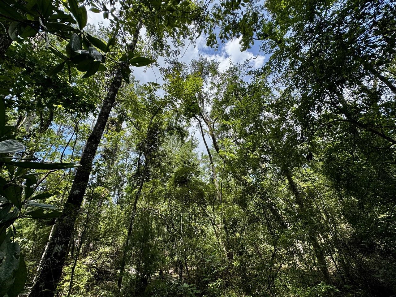 Vacant Luther Wilson Road Greenville, FL 32331 - Photo 22 of 40