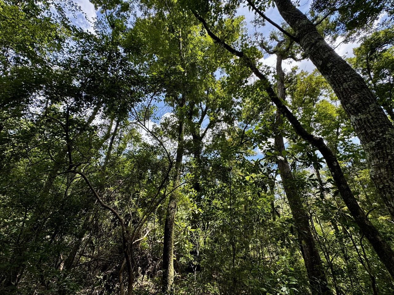 Vacant Luther Wilson Road Greenville, FL 32331 - Photo 23 of 40