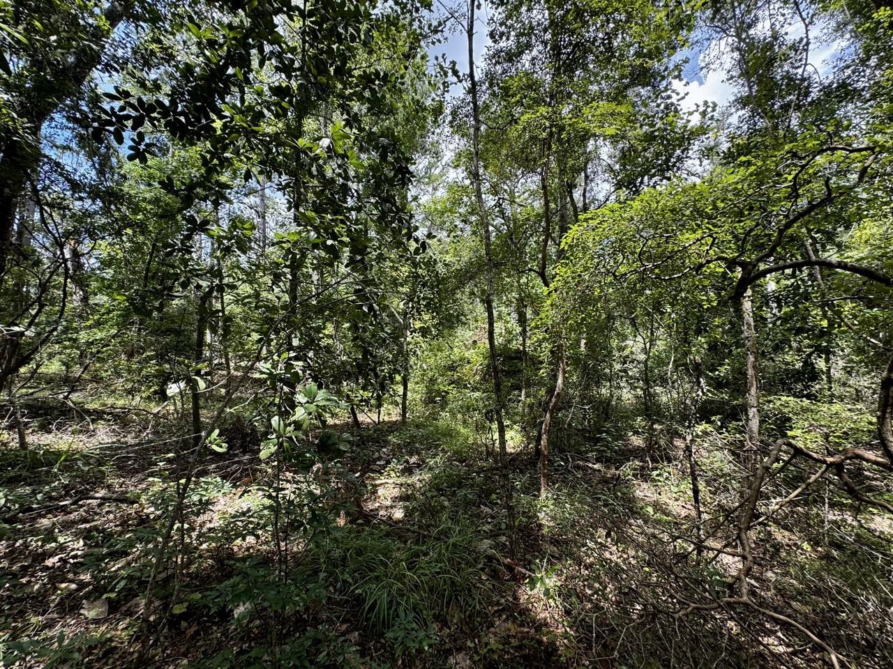 Vacant Luther Wilson Road Greenville, FL 32331 - Photo 25 of 40