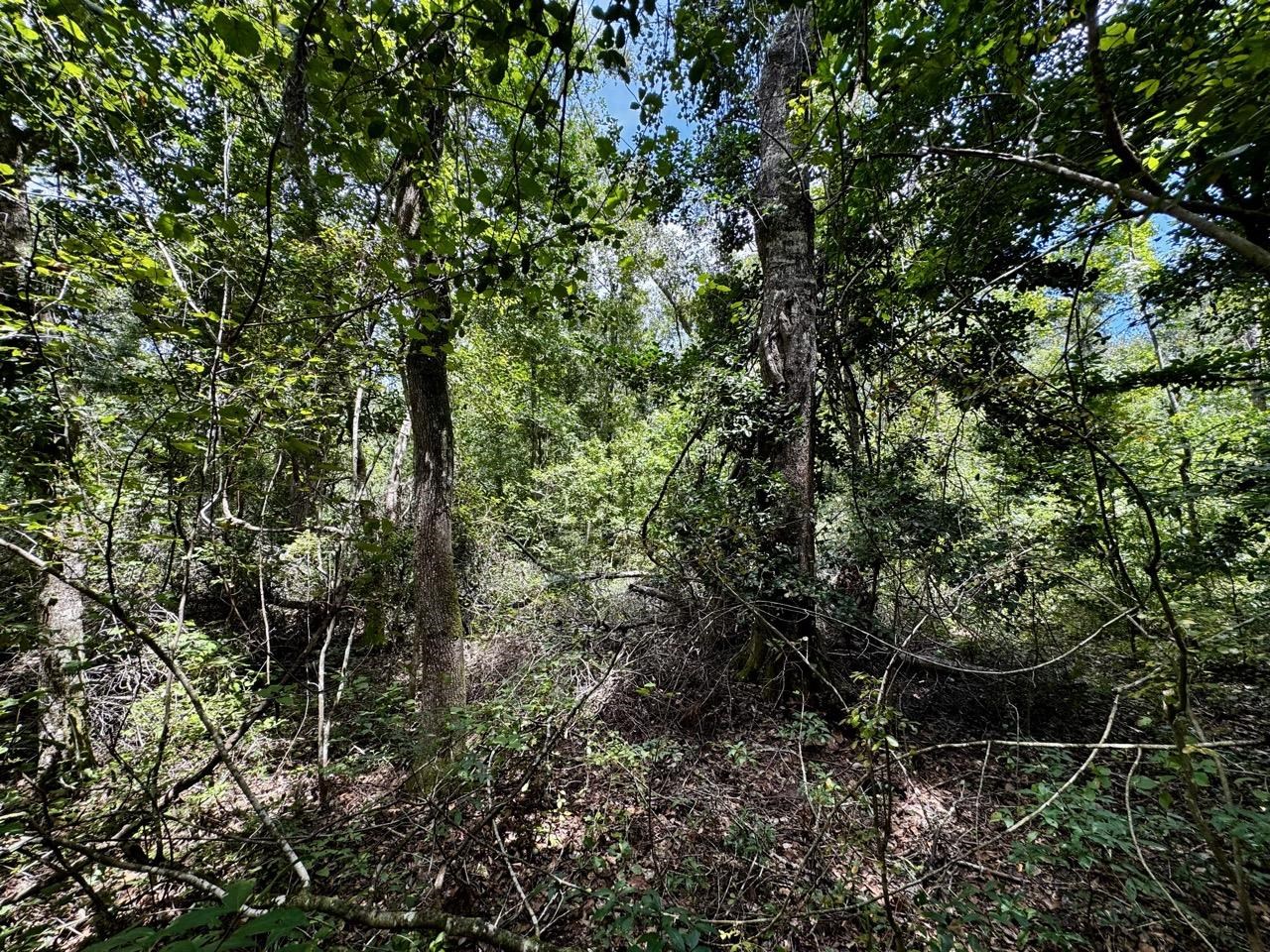 Vacant Luther Wilson Road Greenville, FL 32331 - Photo 26 of 40