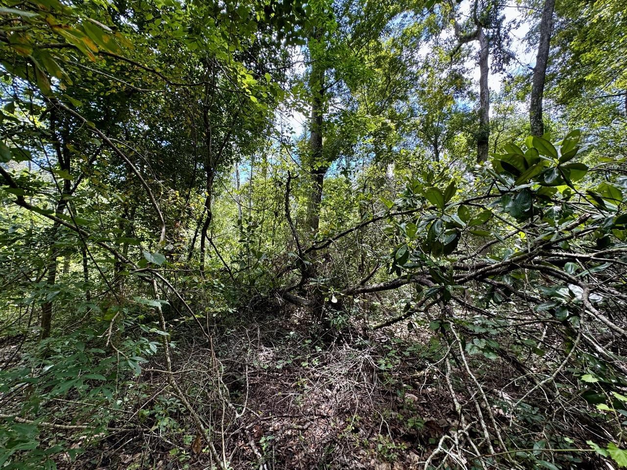 Vacant Luther Wilson Road Greenville, FL 32331 - Photo 27 of 40