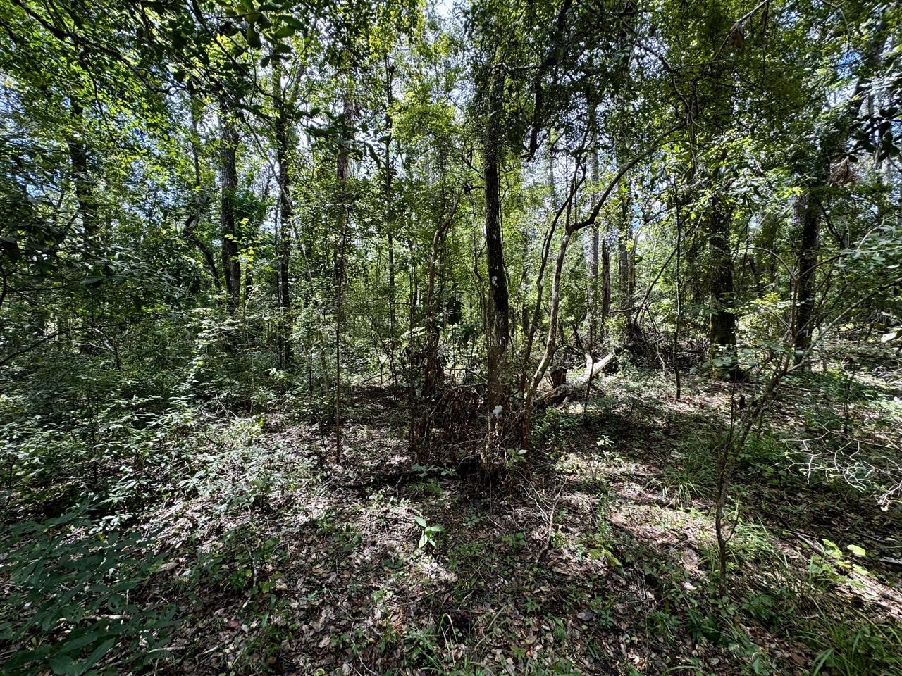 Vacant Luther Wilson Road Greenville, FL 32331 - Photo 28 of 40