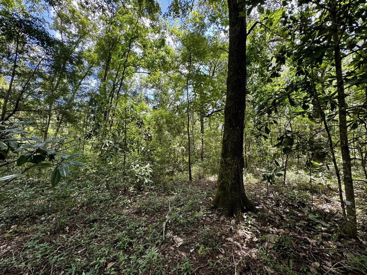 Vacant Luther Wilson Road Greenville, FL 32331 - Photo 29 of 40