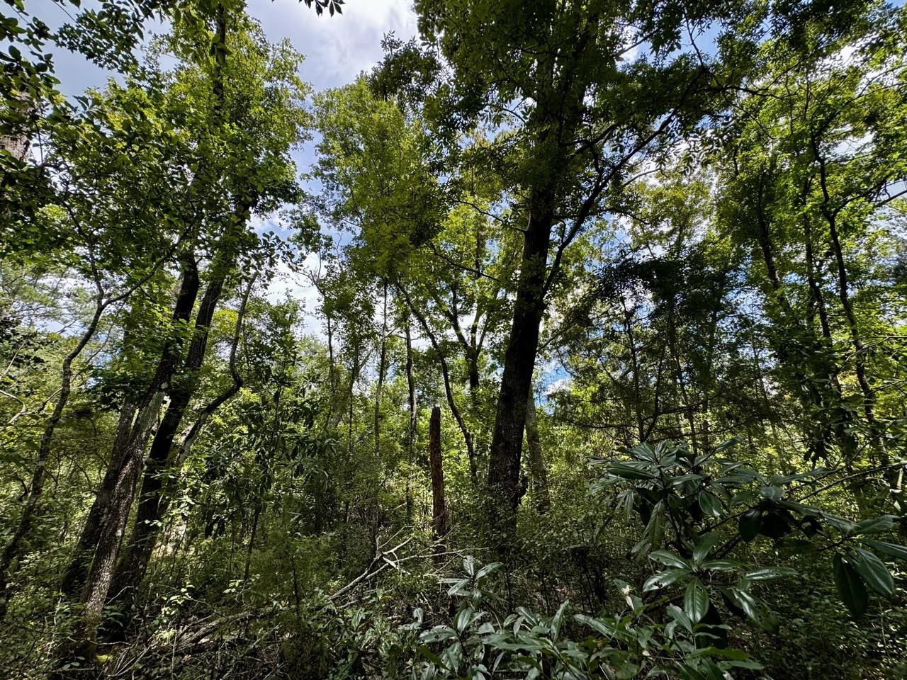Vacant Luther Wilson Road Greenville, FL 32331 - Photo 30 of 40