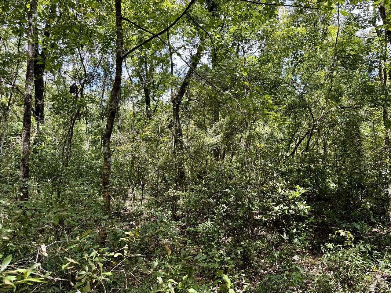 Vacant Luther Wilson Road Greenville, FL 32331 - Photo 3 of 40